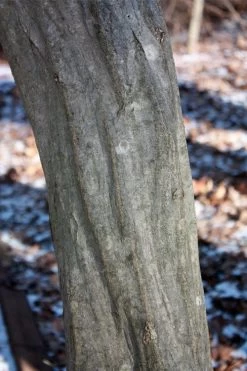 American Hornbeam (Ironwood Tree) - 3 Gallon Pot 11 American Hornbeam (Ironwood Tree) - 3 Gallon Pot -Shrub Plant Shop carpinus caroliniana american hornbeam 3