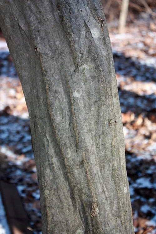 American Hornbeam (Ironwood Tree) - 3 Gallon Pot 4 American Hornbeam (Ironwood Tree) - 3 Gallon Pot - Image 4