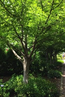 American Hornbeam (Ironwood Tree) - 3 Gallon Pot 14 American Hornbeam (Ironwood Tree) - 3 Gallon Pot -Shrub Plant Shop carpinus caroliniana american hornbeam 4