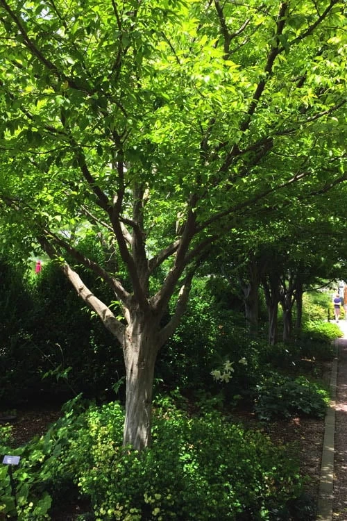 American Hornbeam (Ironwood Tree) - 3 Gallon Pot 7 American Hornbeam (Ironwood Tree) - 3 Gallon Pot - Image 7