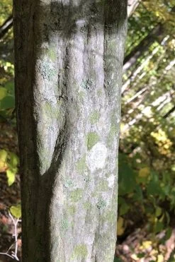 American Hornbeam (Ironwood Tree) - 3 Gallon Pot 15 American Hornbeam (Ironwood Tree) - 3 Gallon Pot -Shrub Plant Shop carpinus caroliniana american hornbeam 5