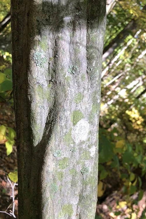 American Hornbeam (Ironwood Tree) - 3 Gallon Pot 8 American Hornbeam (Ironwood Tree) - 3 Gallon Pot - Image 8