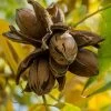 Hardy Pecan Tree (Carya Illinoinensis) - 1 Gallon Pot