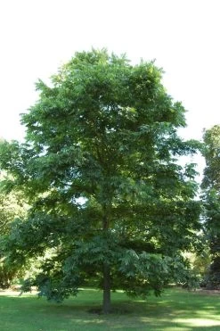 Hardy Pecan Tree (Carya Illinoinensis) - 1 Gallon Pot -Shrub Plant Shop carya illinionensis hardy pecan 2