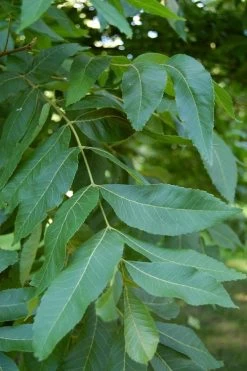 Hardy Pecan Tree (Carya Illinoinensis) - 1 Gallon Pot -Shrub Plant Shop carya illinionensis hardy pecan 5