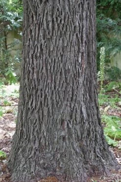 Hardy Pecan Tree (Carya Illinoinensis) - 1 Gallon Pot -Shrub Plant Shop carya illinionensis hardy pecan 6