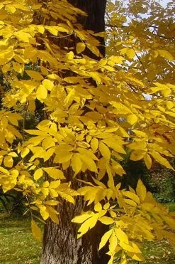 Hardy Pecan Tree (Carya Illinoinensis) - 1 Gallon Pot -Shrub Plant Shop carya illinionensis hardy pecan fall leaf color 4