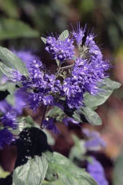 Dark Knight Blue Mist Shrub (Caryopteris) - 3 Gallon Pot -Shrub Plant Shop caryopteris clandonensis dark knight blue mist shrub 1