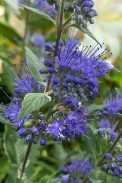 Dark Knight Blue Mist Shrub (Caryopteris) - 3 Gallon Pot -Shrub Plant Shop caryopteris clandonensis dark knight blue mist shrub 3