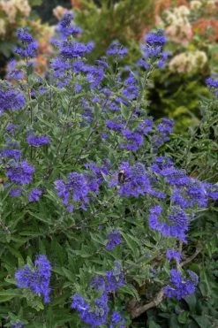 Dark Knight Blue Mist Shrub (Caryopteris) - 3 Gallon Pot -Shrub Plant Shop caryopteris clandonensis dark knight blue mist shrub 6