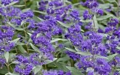 Dark Knight Blue Mist Shrub (Caryopteris) - 3 Gallon Pot -Shrub Plant Shop caryopteris clandonensis dark knight blue mist shrub 7