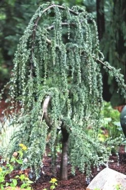 Serpentine Weeping Blue Atlas Cedar - 5 Gallon Pot -Shrub Plant Shop ceadr blue atlas serpentine 1