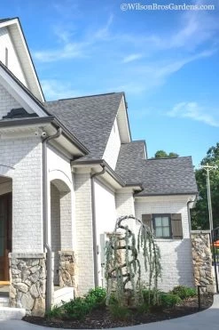 Serpentine Weeping Blue Atlas Cedar - 5 Gallon Pot -Shrub Plant Shop cedar blue atlas serpentine 11