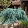 Feelin Blue Deodar Cedar (Single Trunk Tree Form) - 2 Gallon Pot