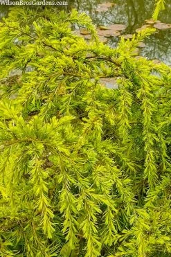 Gold Cascade Deodar Cedar (Single Trunk Topiary Tree)- 7 Gallon Pot -Shrub Plant Shop cedrus deodara gold cascade single trunk tree form topiary 3