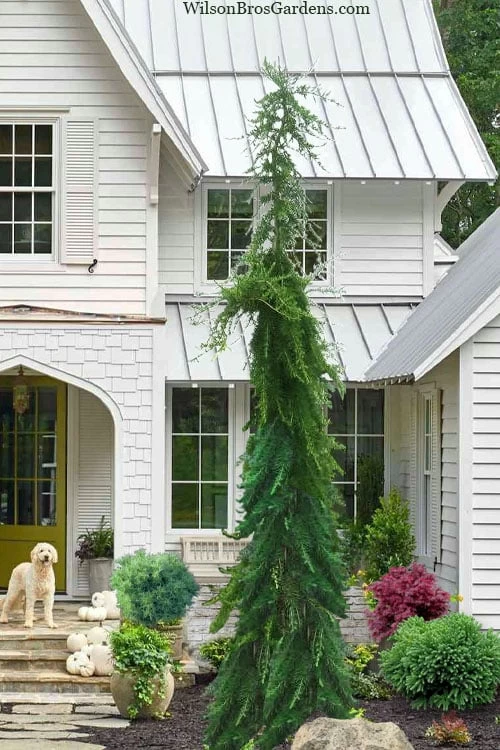 Miles High Weeping Deodar Cedar - 1 Gallon Pot 1 Miles High Weeping Deodar Cedar - 1 Gallon Pot