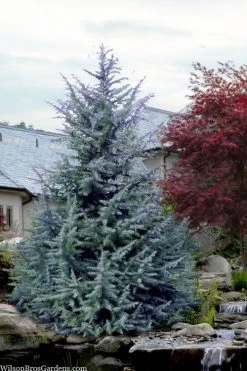 Electra Blue Deodar Cedar - 6 Gallon Pot (4-5')