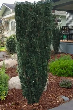 Upright Japanese Plum Yew - Cephalotaxus Harringtonia 'Fastigiata' - 1 Gallon Pot