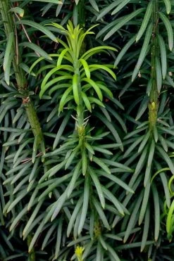 Upright Japanese Plum Yew - Cephalotaxus Harringtonia 'Fastigiata' - 1 Gallon Pot 9 Upright Japanese Plum Yew - Cephalotaxus Harringtonia 'Fastigiata' - 1 Gallon Pot -Shrub Plant Shop cephalotaxus harringtonia fastigiata upright japanese plum yew 101 1