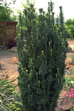 Upright Japanese Plum Yew - Cephalotaxus Harringtonia 'Fastigiata' - 1 Gallon Pot 10 Upright Japanese Plum Yew - Cephalotaxus Harringtonia 'Fastigiata' - 1 Gallon Pot -Shrub Plant Shop cephalotaxus harringtonia fastigiata upright japanese plum yew 102 1