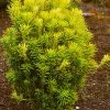 Korean Gold Plum Yew (Cephalotaxus) - 3 Gallon Pot