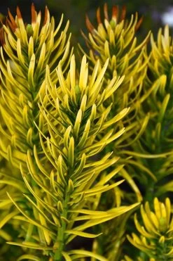 Korean Gold Plum Yew (Cephalotaxus) - 3 Gallon Pot 8 Korean Gold Plum Yew (Cephalotaxus) - 3 Gallon Pot -Shrub Plant Shop cephalotaxus harringtonia korean gold japanese yew 13