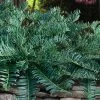 Creeping Japanese Plum Yew (Cephalotaxus Harringtonia 'Prostrata') - 6 Pack Of 2.5 Quart Pots