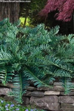 Creeping Japanese Plum Yew (Cephalotaxus Harringtonia 'Prostrata') - 6 Pack Of 2.5 Quart Pots