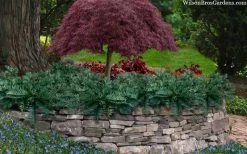 Creeping Japanese Plum Yew (Cephalotaxus Harringtonia 'Prostrata') - 6 Pack Of 2.5 Quart Pots -Shrub Plant Shop cephalotaxus harringtonia prostrata creeping japanese yew 33 1