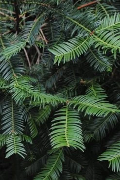 Japanese Plum Yew Tree (Cephalotaxus Harringtonia) - 3 Gallon Pot -Shrub Plant Shop cephalotaxus harringtonia tree 2