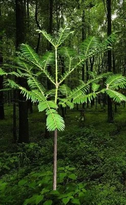 Japanese Plum Yew Tree (Cephalotaxus Harringtonia) - 3 Gallon Pot -Shrub Plant Shop cephalotaxus harringtonia tree 6