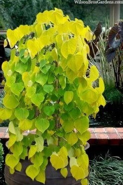 Golden Falls Weeping Redbud Tree - 5 Gallon Pot (4-5')