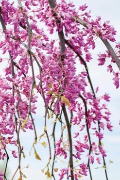 Golden Falls Weeping Redbud Tree - 5 Gallon Pot (4-5') -Shrub Plant Shop cercis canadensis golden falls weeping redbud 4
