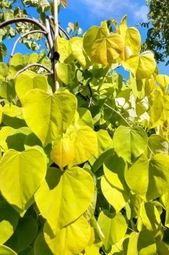 Golden Falls Weeping Redbud Tree - 5 Gallon Pot (4-5') -Shrub Plant Shop cercis canadensis golden falls weeping redbud 5