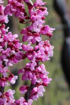 Traveller Weeping Redbud Tree - 7 Gallon Pot -Shrub Plant Shop cercis canadensis travelers pink weeping redbud 6