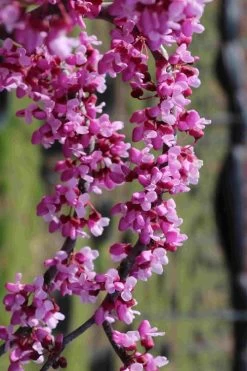 Traveller Weeping Redbud Tree - 7 Gallon Pot -Shrub Plant Shop cercis canadensis travelers pink weeping redbud 7
