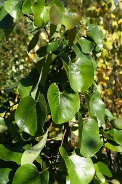 Traveller Weeping Redbud Tree - 7 Gallon Pot -Shrub Plant Shop cercis canadensis travelers pink weeping redbud 8