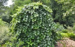 Traveller Weeping Redbud Tree - 7 Gallon Pot -Shrub Plant Shop cercis canadensis travellers pink weeping redbud 4