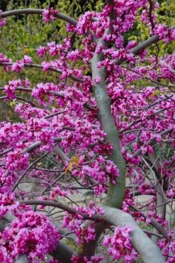 Traveller Weeping Redbud Tree - 7 Gallon Pot -Shrub Plant Shop cercis canadensis travellers pink weeping redbud 5