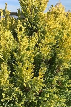 Golden Surprise Lawson Cypress - 2 Gallon Pot -Shrub Plant Shop chamaecyparis lawsoniana golden surprise lawson cypress 5