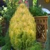 Golden Surprise Lawson Cypress - 2 Gallon Pot