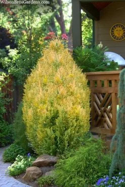 New Products 5 Golden Surprise Lawson Cypress - 2 Gallon Pot