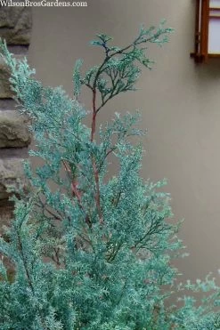 Blue Feathers Hinoki Cypress - 3 Gallon Pot 7 Blue Feathers Hinoki Cypress - 3 Gallon Pot -Shrub Plant Shop chamaecyparis obtusa blue feathers hinoki cypress 1