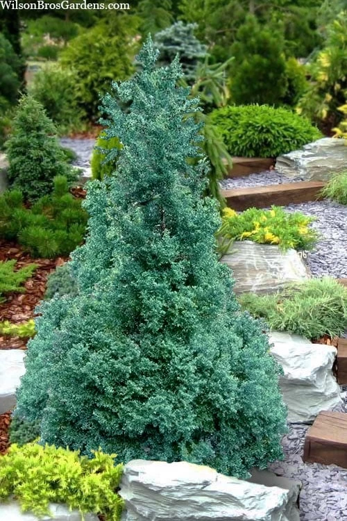 Blue Feathers Hinoki Cypress - 3 Gallon Pot 1 Blue Feathers Hinoki Cypress - 3 Gallon Pot