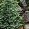Gimborn Beauty Hinoki Cypress - 3 Gallon Pot