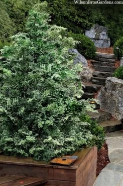 Gimborn Beauty Hinoki Cypress - 3 Gallon Pot