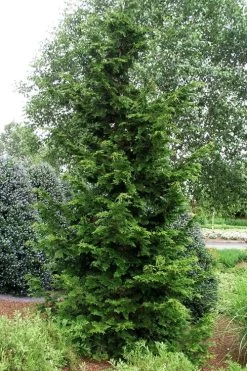 Slender Hinoki Cypress - 7 Gallon Pot (2-3') -Shrub Plant Shop chamaecyparis obtusa gracilis slender hinoki cypress 101 1