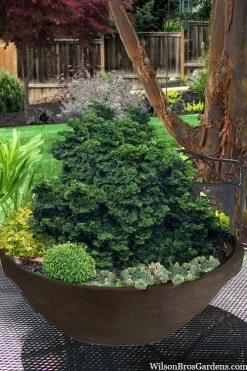 New Products 11 Leprechaun Miniature Hinoki Cypress (Chameacyparis Obtusa) - 1 Gallon Pot