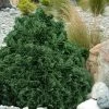 True Dwarf Hinoki Cypress (Chameacyparis Obtusa 'Nana') - 1 Gallon Pot