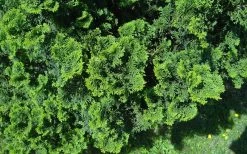 True Dwarf Hinoki Cypress (Chameacyparis Obtusa 'Nana') - 1 Gallon Pot -Shrub Plant Shop chamaecyparis obtusa nana true dwarf hinoki cypress 5